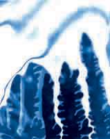 Dendrites In A Storm