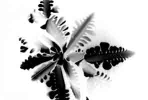 Ferns