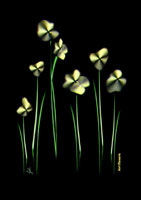 Antiflowers